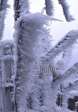 霜,寒冬,弗羅斯特