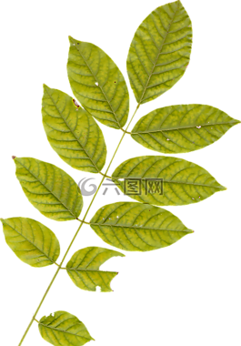 葉,葉子,植物