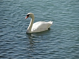 鴨,動物,湖