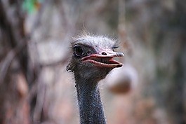 動(dòng)物園,動(dòng)物,鴕鳥(niǎo)