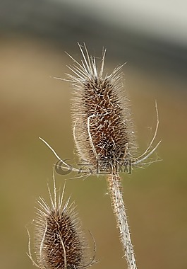 性質(zhì),植物,沒有人