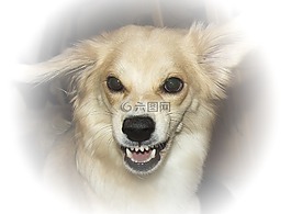 狗,最明顯,寵物