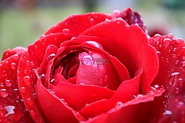 玫瑰,紅色,花卉