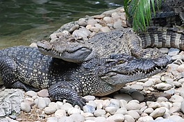 鱷魚,動物園,口