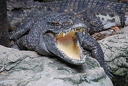 鱷魚,動物園,口