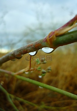 滴,水,雨