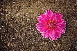 花,開(kāi)花,廠