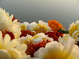 花環(huán),鮮花,自然