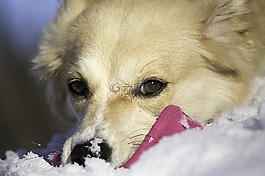 狗,frisbii,雪
