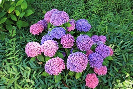 廠,花,開花