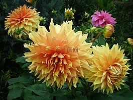 大麗花,花,花卉