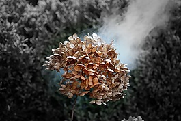 性質(zhì),樹,在法院的