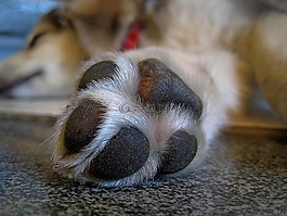 爪子,狗,鞋