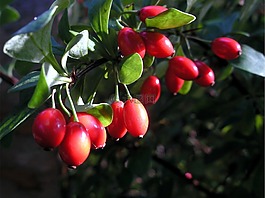 玫瑰果,紅色,漿果
