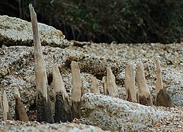 漂流木,海灘,岸