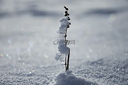 雪,掩飾,燈