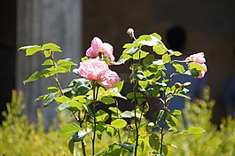 玫瑰,景觀,美麗