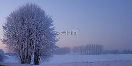 樹,冬天,雪