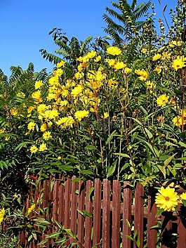 花园围墙,夏季,植物群