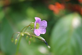 花,野生,自然