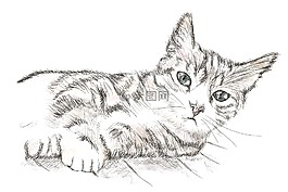 猫,小猫,perokresba