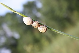 蝸牛,性質(zhì),綠色