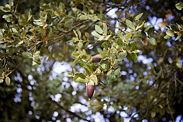 樹,性質(zhì),植物