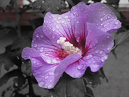鮮花,廠,性質