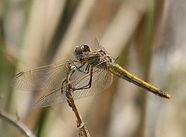 蜻蜓,菇trithemis,我odonado