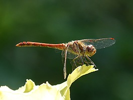 蜻蜓,菇trithemis,我odonado
