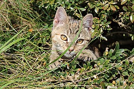 小貓,動物,貓