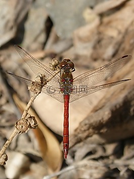 蜻蜓,菇trithemis,我odonado