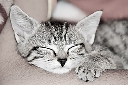 貓,國內動物,貓科動物