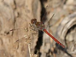 蜻蜓,菇trithemis,我odonado