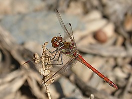 蜻蜓,菇trithemis,我odonado