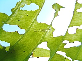 葉子,板料飼喂,破碎