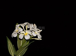 花,廠,性質(zhì)