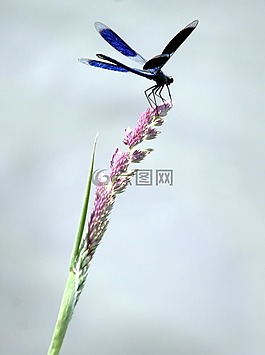 蜻蜓,草,水