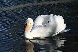 天鵝,浪漫,湖