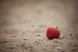 草莓,水果,紅色