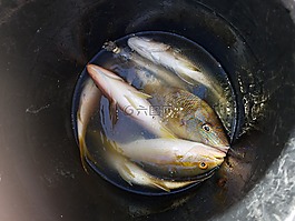 魚,捕捉,食品