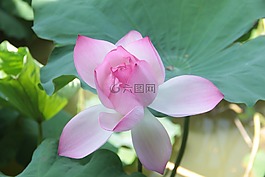 荷花,荷葉,春天