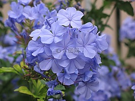 花,紫色,紫色花