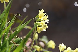 毛茛,花,黃色
