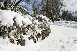 雪,冬天,冷