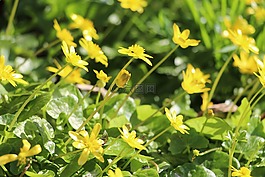毛茛,花,鮮花