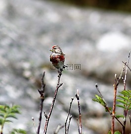 小小鳥,一個(gè)人,鳥