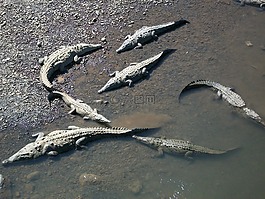 鱷魚,爬行動物,可怕