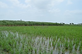 稻田,作物,農業