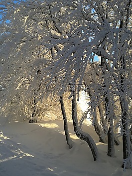 冬天,雪,林